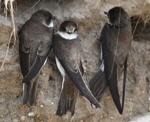 Sand Martin