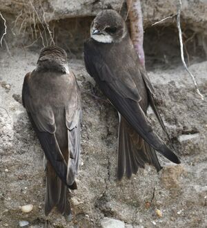 Sand Martin