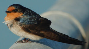 Welcome Swallow