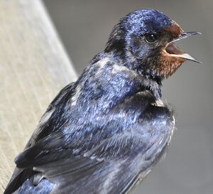 Barn Swallow