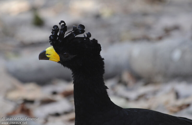 Bare-faced Curassow male adult