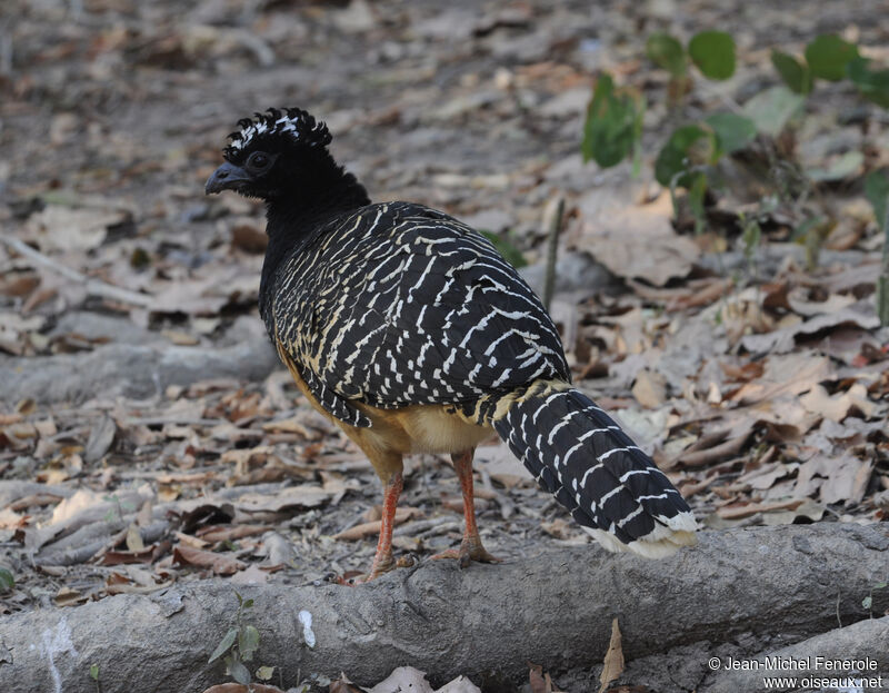 Bare-faced Curassow female adult