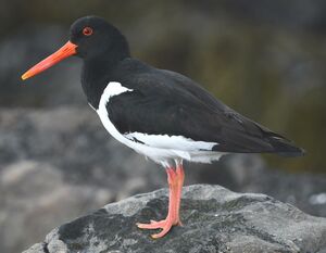 Eurasian Oystercatcher