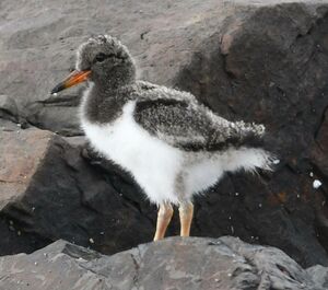 Eurasian Oystercatcher