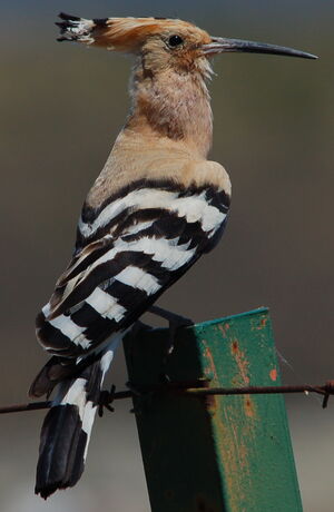 Eurasian Hoopoe 
&copy; Jean-Michel Fenerole