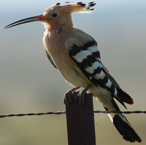 Eurasian Hoopoe 
&copy; Jean-Michel Fenerole