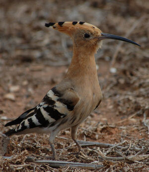 Eurasian Hoopoe 
&copy; Jean-Michel Fenerole