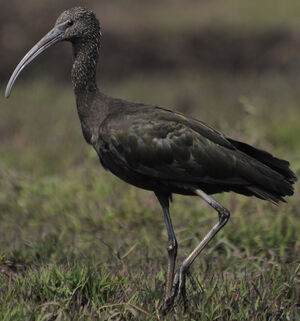 Glossy Ibis 
&copy; Jean-Michel Fenerole