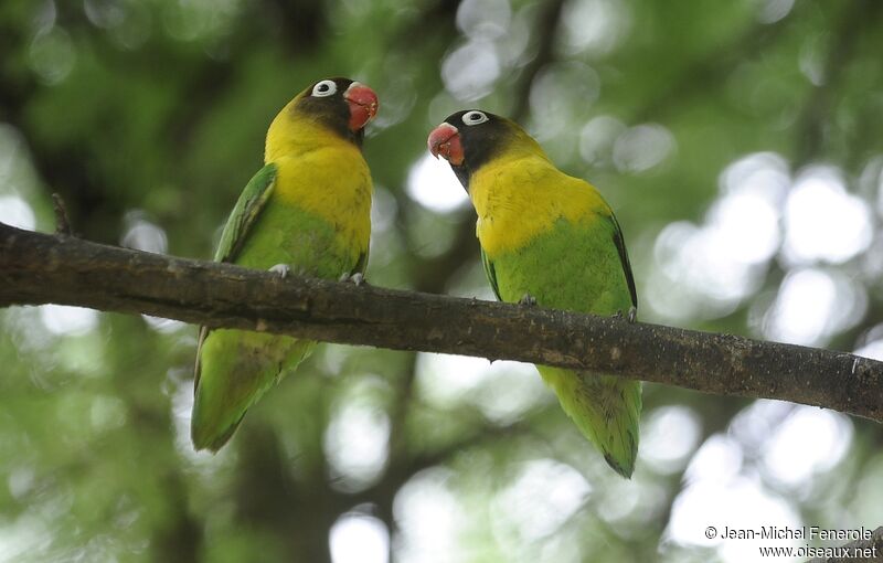 Yellow-collared Lovebird