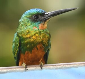 Green-tailed Jacamar