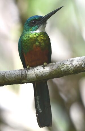 Green-tailed Jacamar