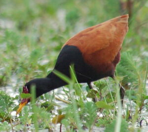 Wattled Jacana