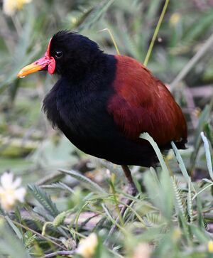 Wattled Jacana