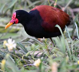 Wattled Jacana
