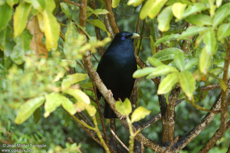 Satin Bowerbird male adult