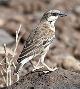 Donaldson Smith's Sparrow-Weaver