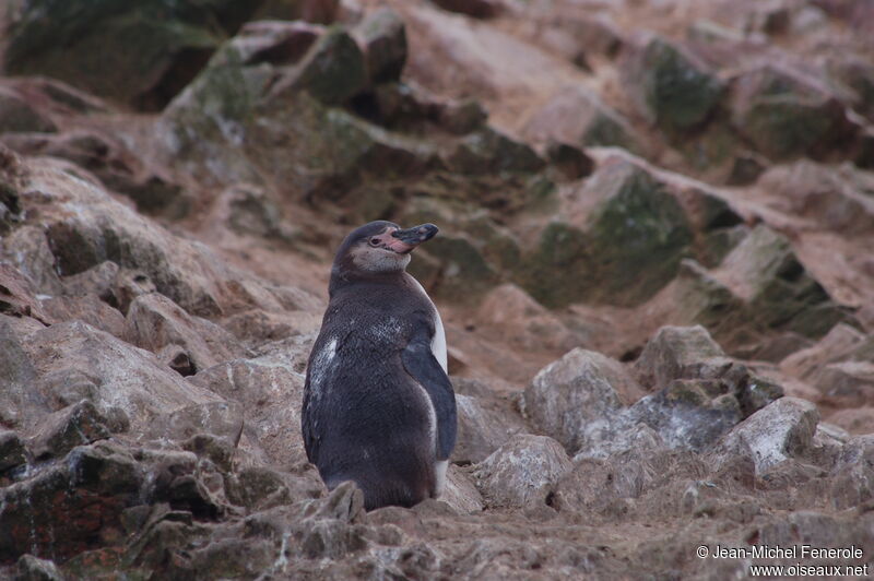 Humboldt Penguinimmature