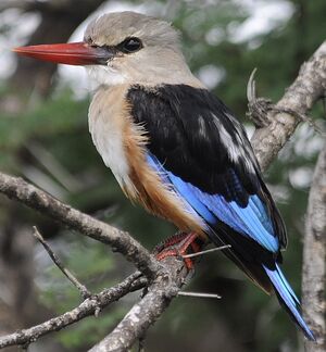 Grey-headed Kingfisher