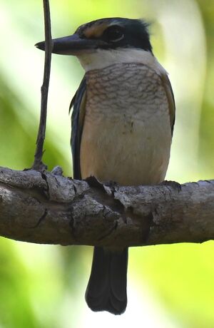 Sacred Kingfisher