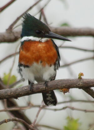 Green Kingfisher