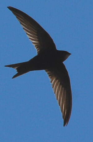 Common Swift