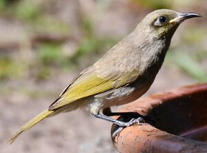 Brown Honeyeater