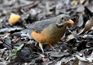 Kurrichane Thrush