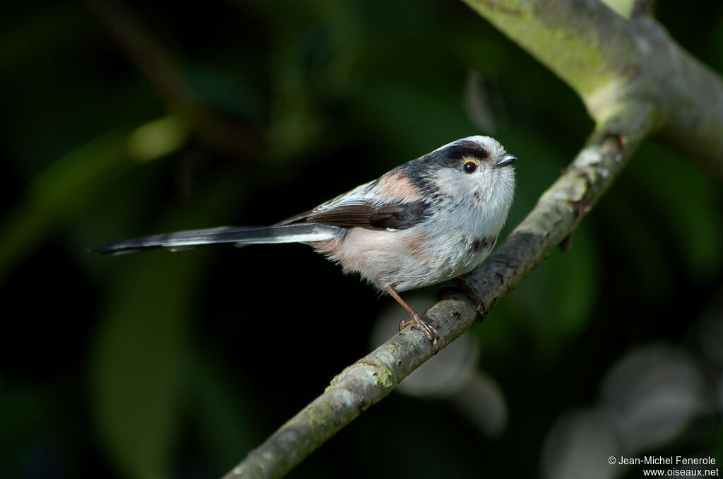 Mésange à longue queue - Aegithalos caudatus