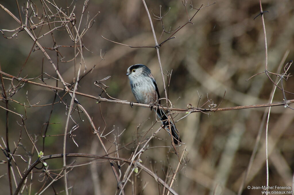 Mésange à longue queue - Aegithalos caudatus