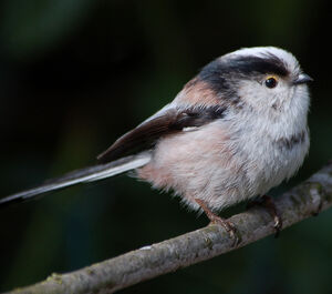 Long-tailed Tit