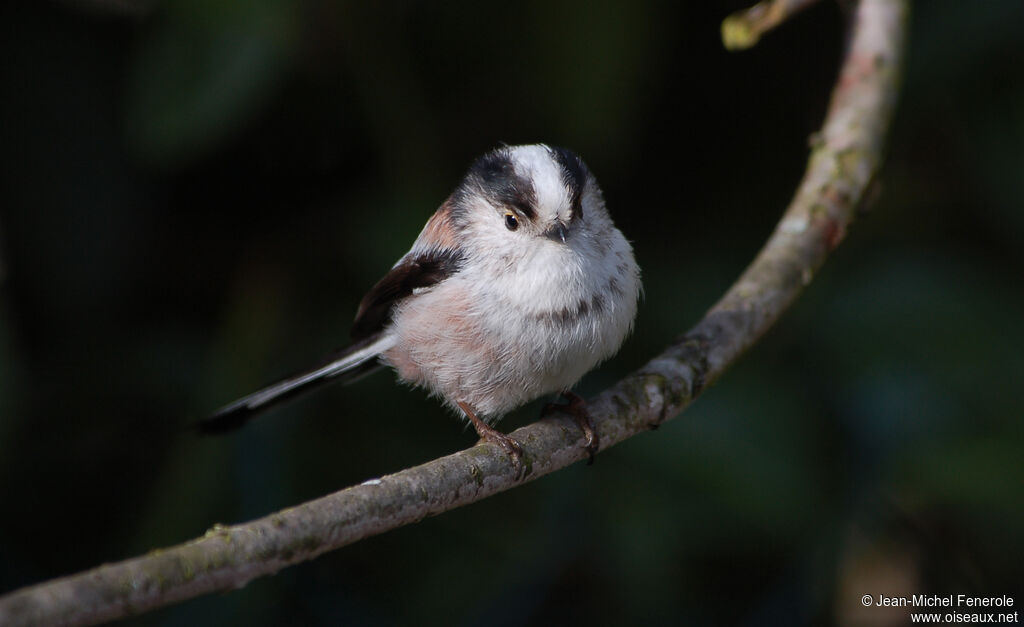 Mésange à longue queue - Aegithalos caudatus