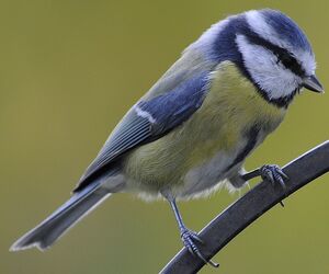 Eurasian Blue Tit