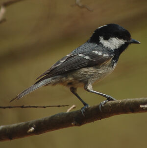 Coal Tit