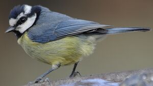 African Blue Tit