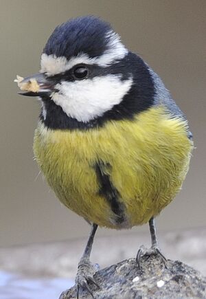 African Blue Tit
