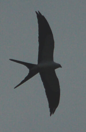 Swallow-tailed Kite