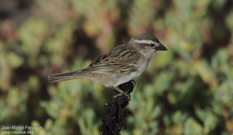 Iago Sparrow female adult, identification