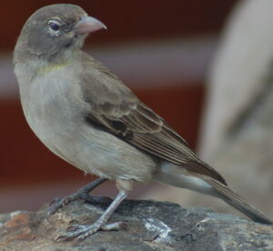 Yellow-spotted Petronia