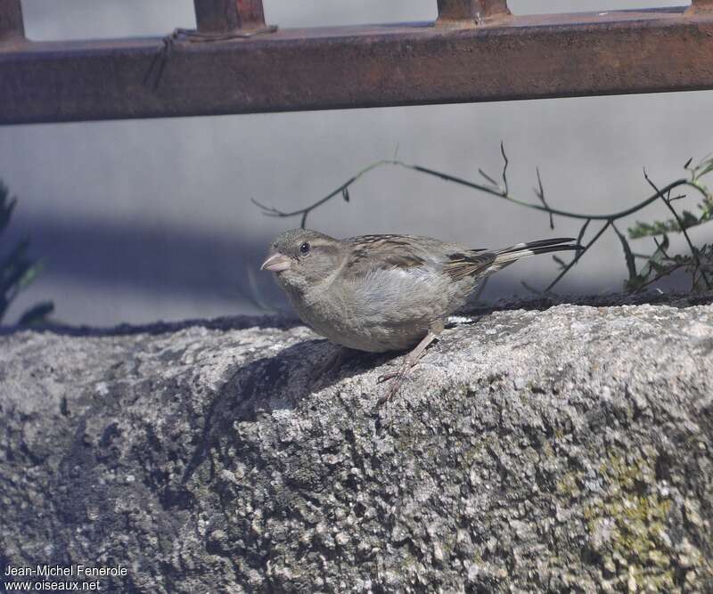 Italian Sparrow female adult, identification