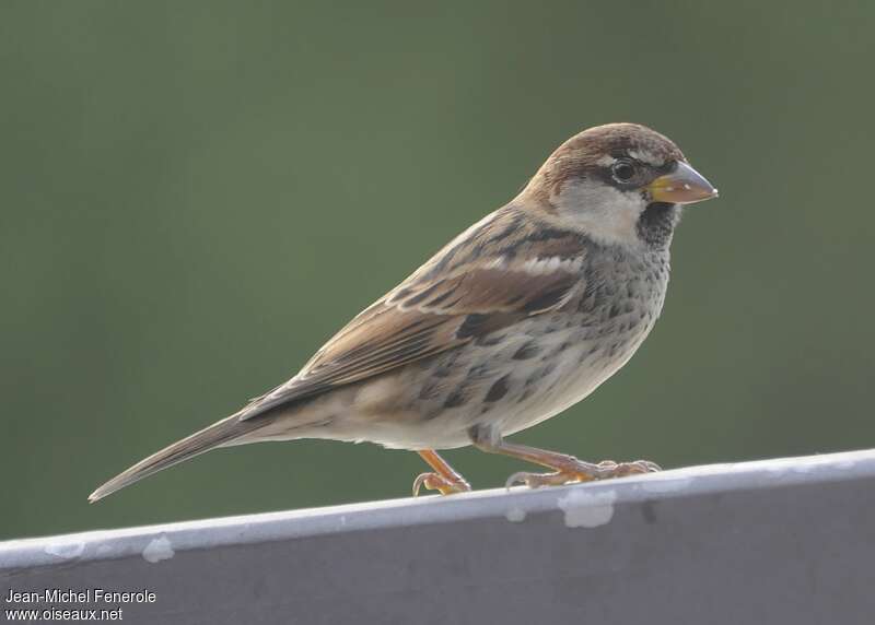 Spanish Sparrow male First year, identification