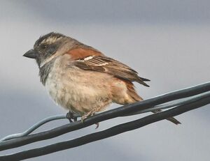 Cape Sparrow