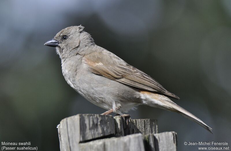 Swahili Sparrow