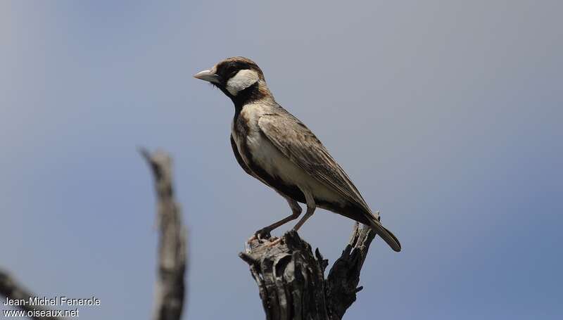 Fischer's Sparrow-Lark, identification
