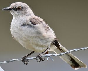Northern Mockingbird