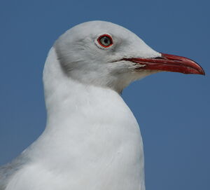 Grey-headed Gull
