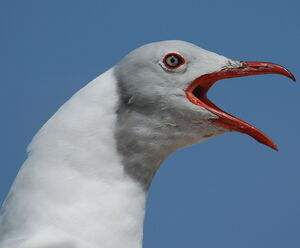 Grey-headed Gull