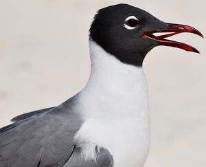 Laughing Gull
