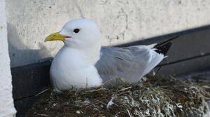 Black-legged Kittiwake