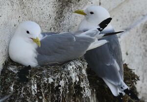 Black-legged Kittiwake