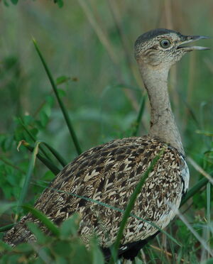 Red-crested Korhaan